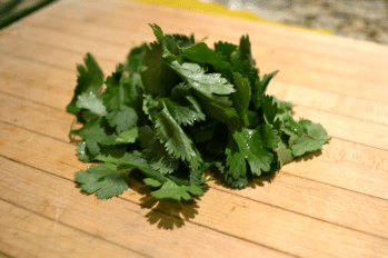 cilantro