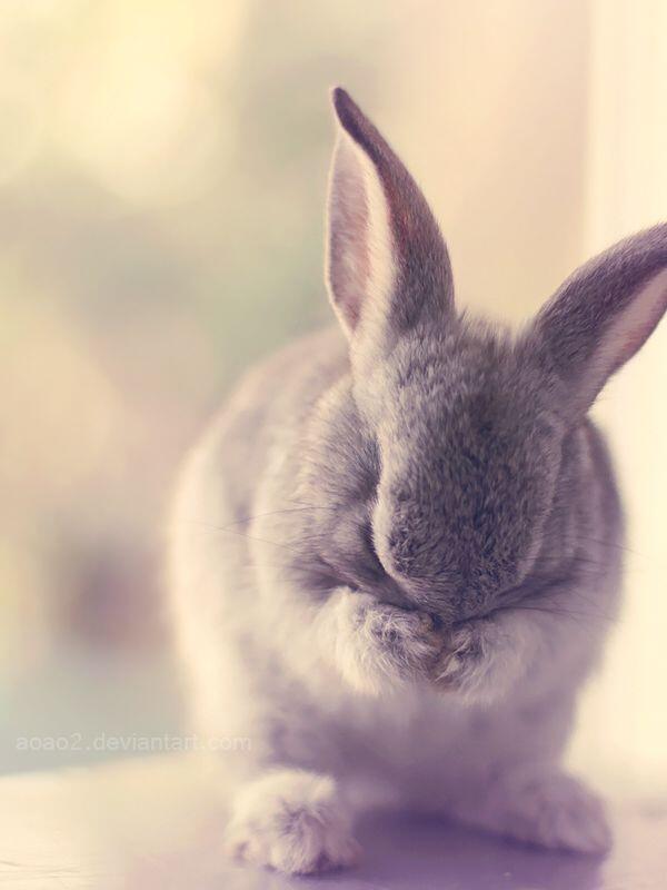Ashamed bunny