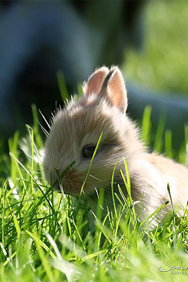Baby bunny in grass