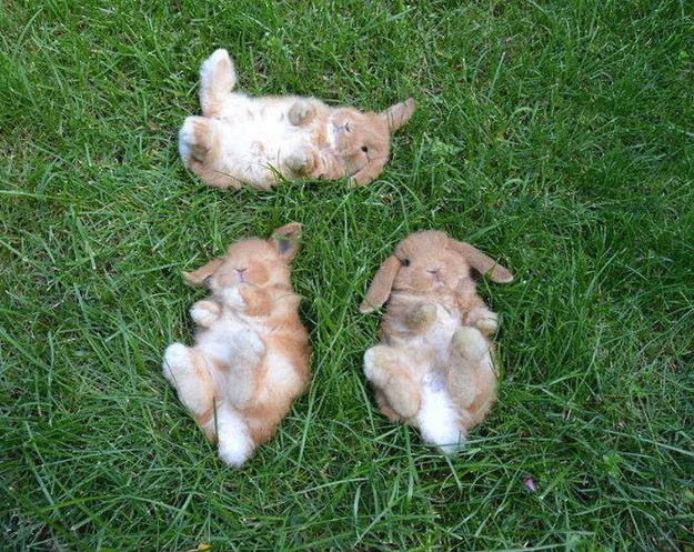 Bunnies in grass