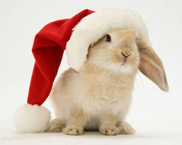 Bunny in a santa hat