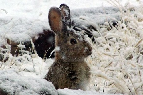 Bunny in the snow and plants