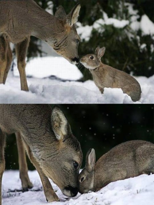 Bunny with deer