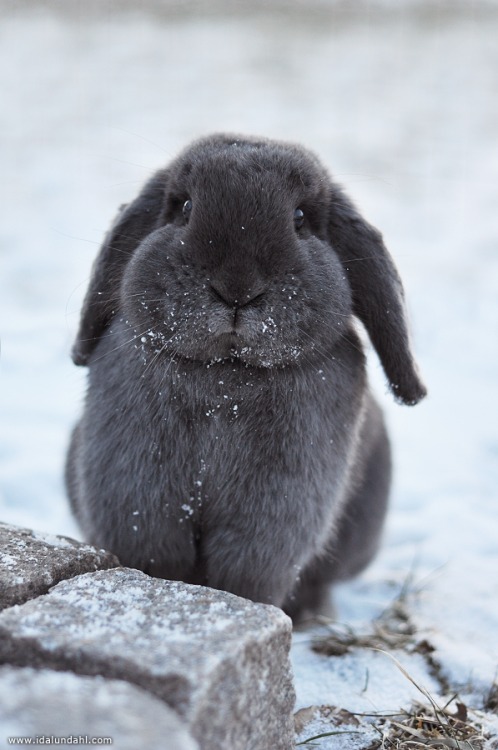 Lop Bunny with snow