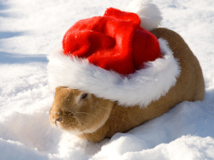 rabbit-in-santa-hat1