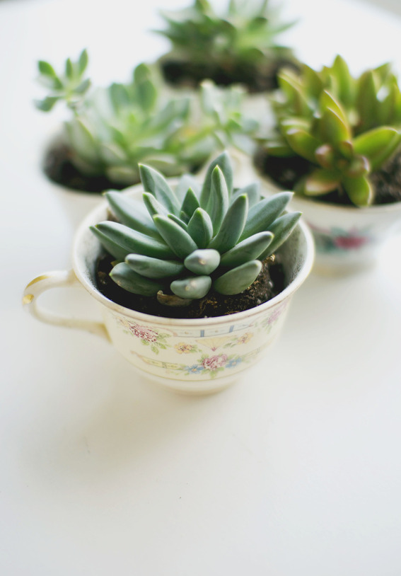 Teacup Planter