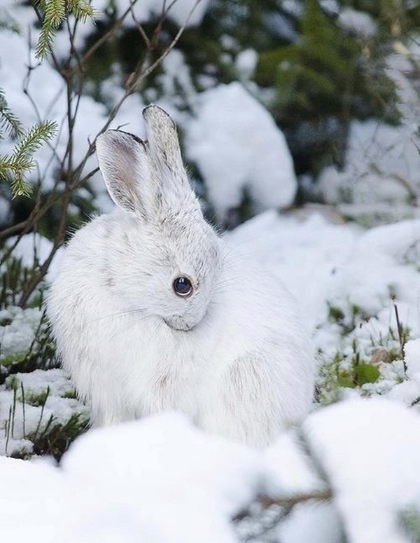 White snow bunny