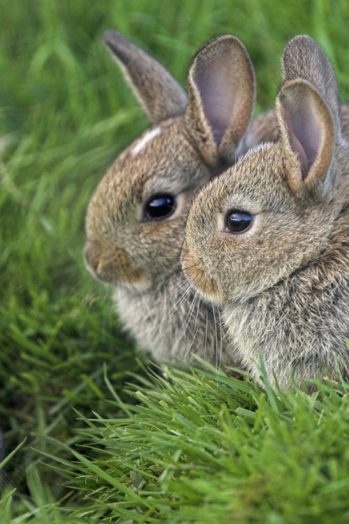 Credit: http://n-a-t-u-r-a-l-e-z-a.tumblr.com/