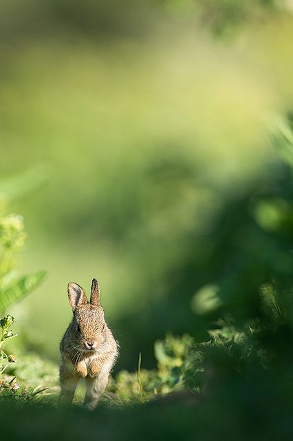 Credit: http://moonshineandwool.tumblr.com/