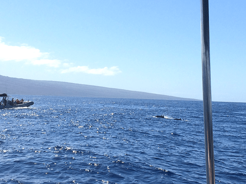 Luau Loving by Bunny Baubles Blog 22