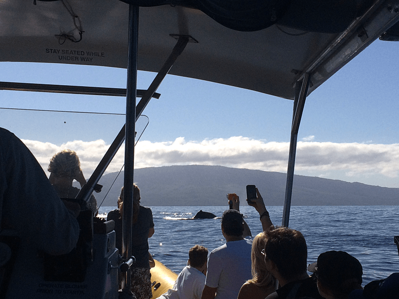 Luau Loving by Bunny Baubles Blog 24