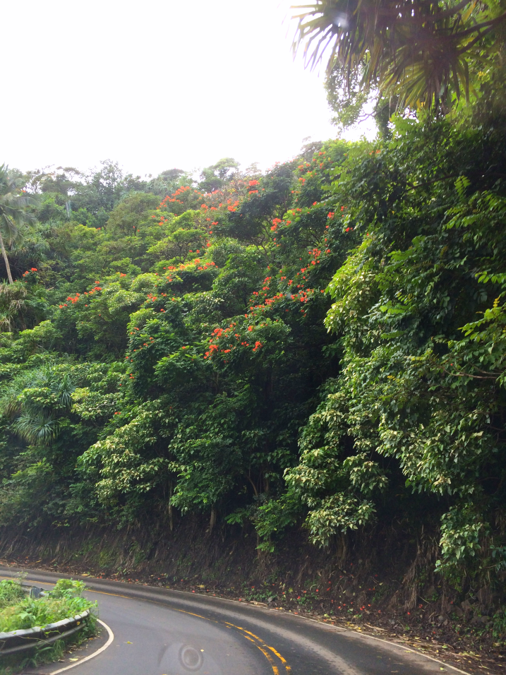 Maui Hawaii Vacation Part 1 by Bunny Baubles Blog 14