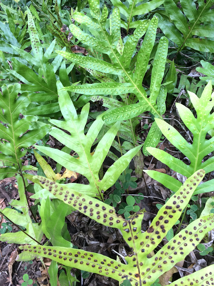 Maui Hawaii Vacation Part 1 by Bunny Baubles Blog 20