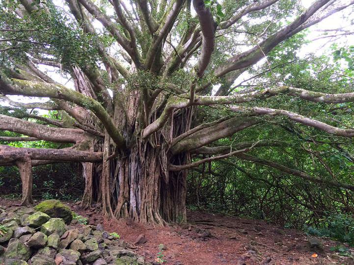 Maui Hawaii Vacation Part 1 by Bunny Baubles Blog 23