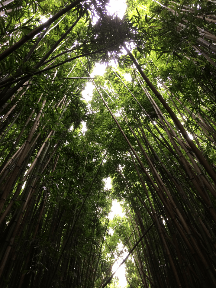 Maui Hawaii Vacation Part 1 by Bunny Baubles Blog 29