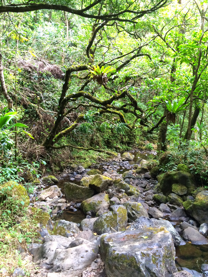 Maui Hawaii Vacation Part 1 by Bunny Baubles Blog 33