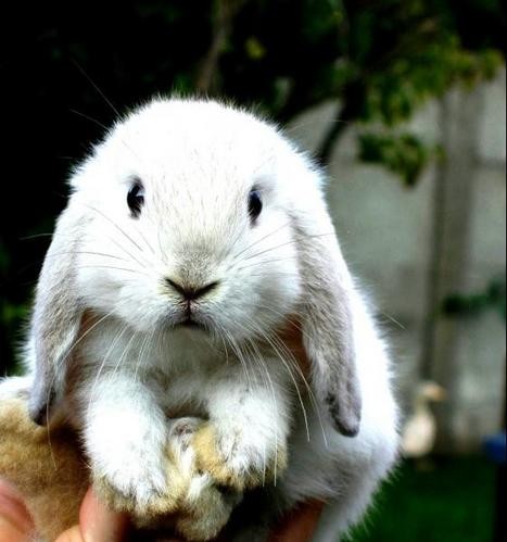 Credit: http://passionlapinbeliernain.net