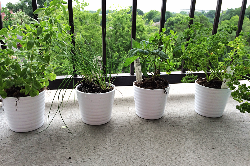 Mojito Popsicles by Bunny Baubles Blog 2