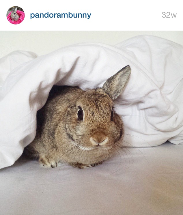 5 Cutest Bunnies on Instagram by Bunny Baubles 1