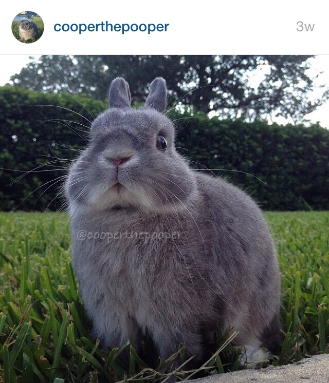 5 Cutest Bunnies on Instagram by Bunny Baubles 2