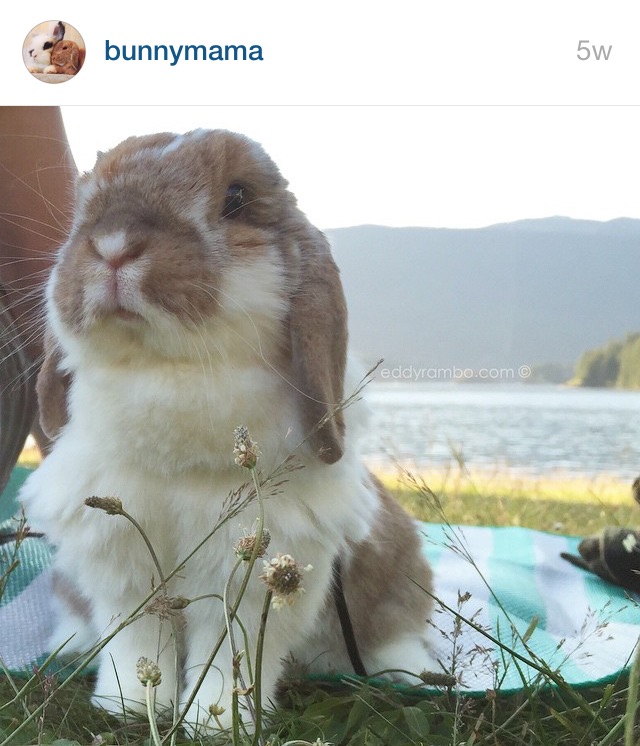 5 Cutest Bunnies on Instagram by Bunny Baubles 3