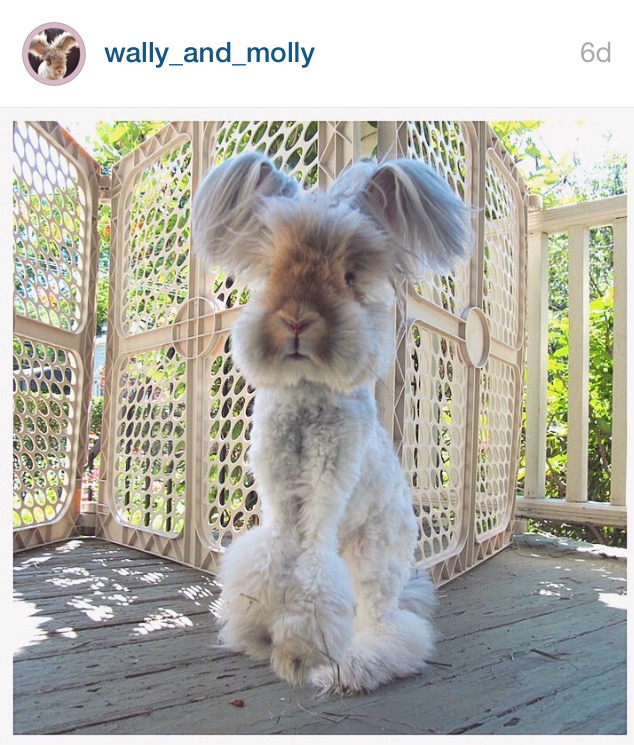 5 Cutest Bunnies on Instagram by Bunny Baubles 4