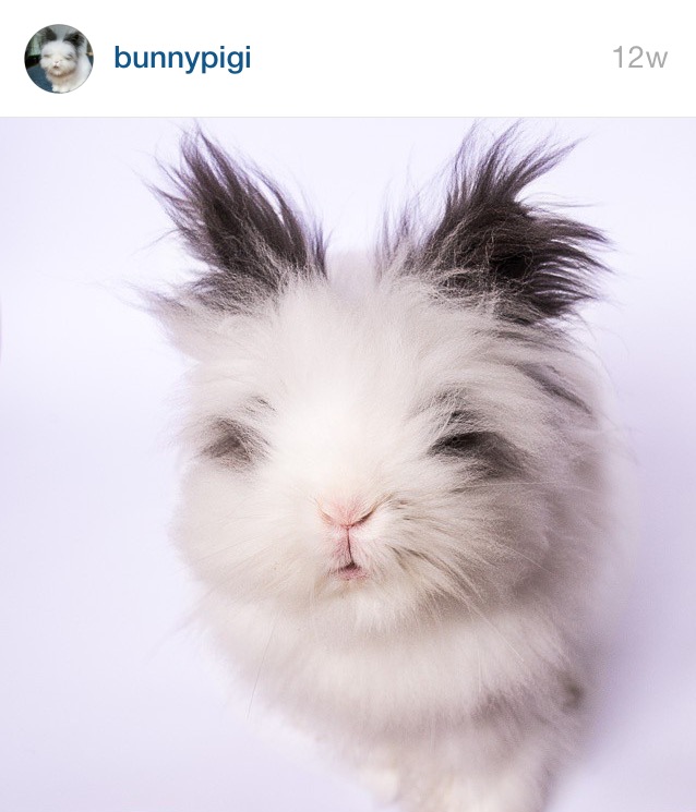 5 Cutest Bunnies on Instagram by Bunny Baubles 5
