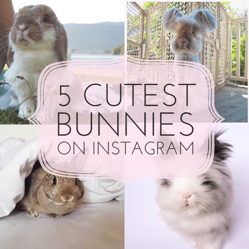 5 Cutest Bunnies on Instagram